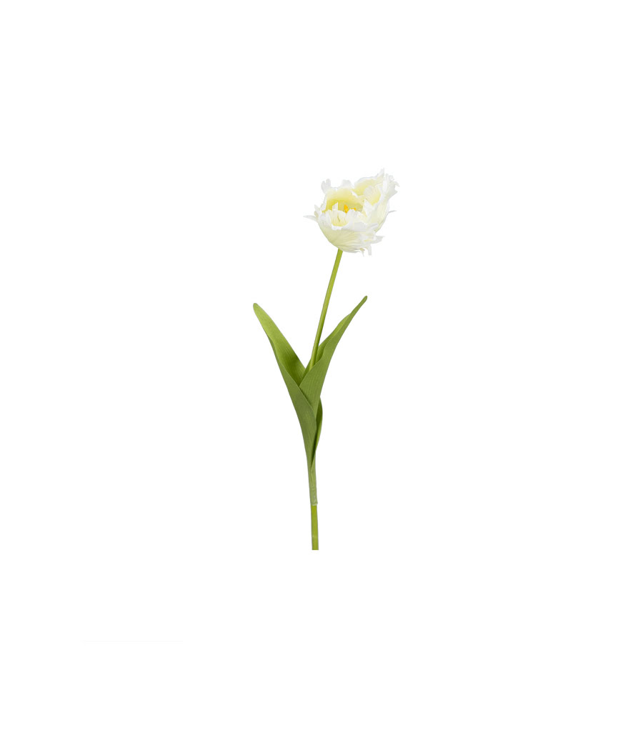 Tulpan snittblomma vit