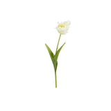 Tulpan snittblomma vit