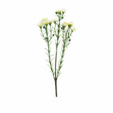Vaxblomma snittblomma vit