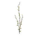 Vide snittblomma grön
