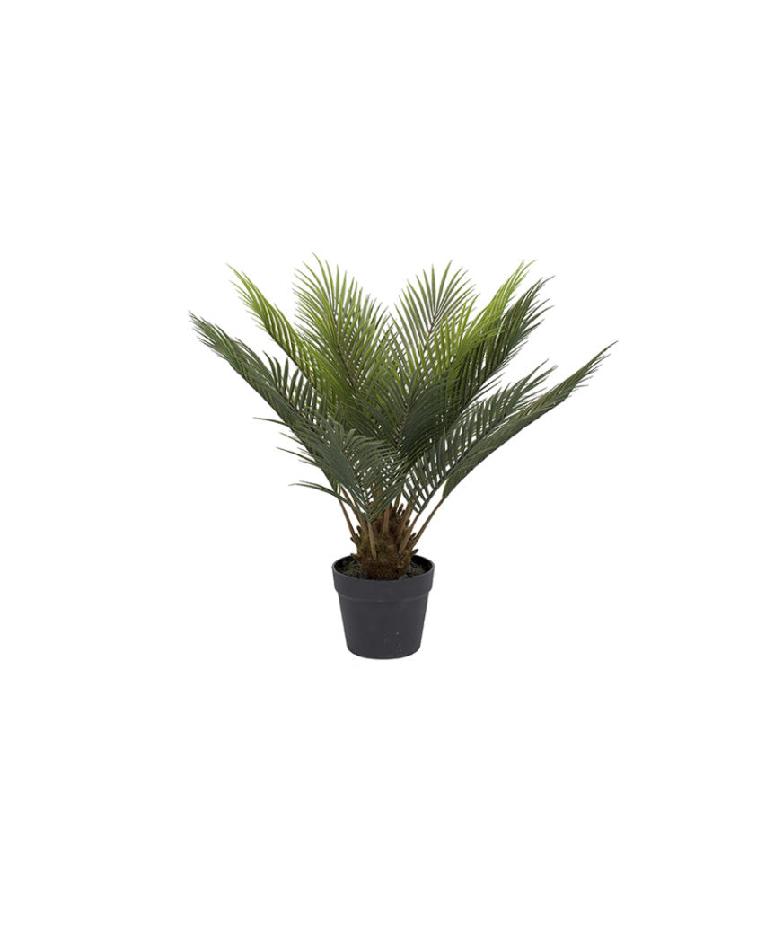 Cycas konstväxt grön