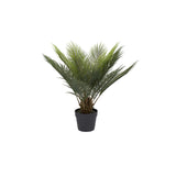 Cycas konstväxt grön