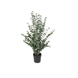 Eucalyptus konstväxt grön 110 cm