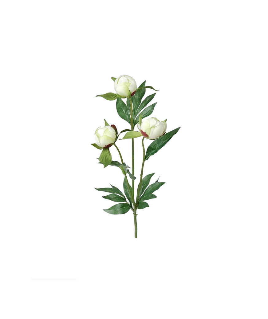 Pion snittblomma vit 45 cm