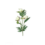 Pion snittblomma vit 45 cm