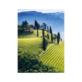 Coffee table book - 150 Vineyards