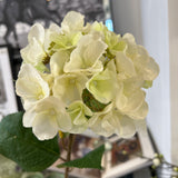 Hortensia snittblomma vit