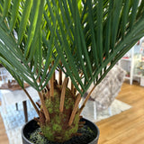 Cycas konstväxt grön 60 cm