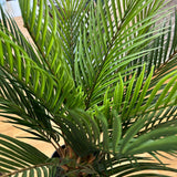 Cycas konstväxt grön 60 cm