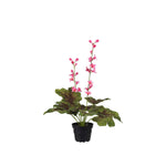 Alunrot konstväxt rosa 45 cm