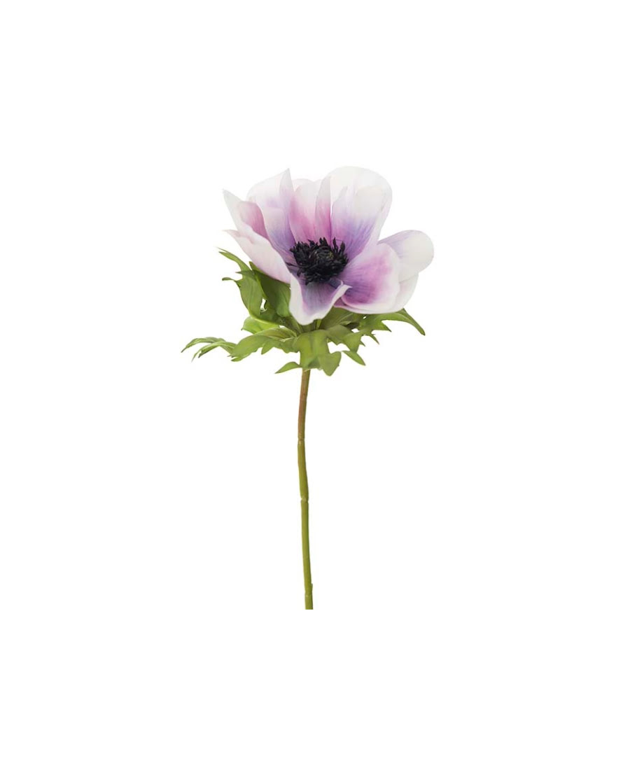 Anemon snittblomma blå/vit 43 cm