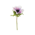 Anemon snittblomma blå/vit 43 cm