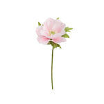 Anemon snittblomma ljusrosa 43 cm