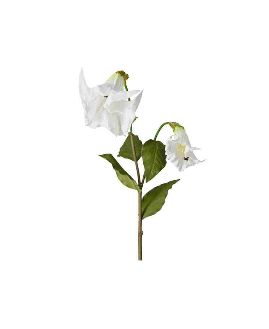 Änglatrumpet snittblomma vit