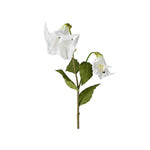 Änglatrumpet snittblomma vit
