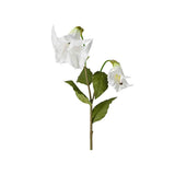 Änglatrumpet snittblomma vit