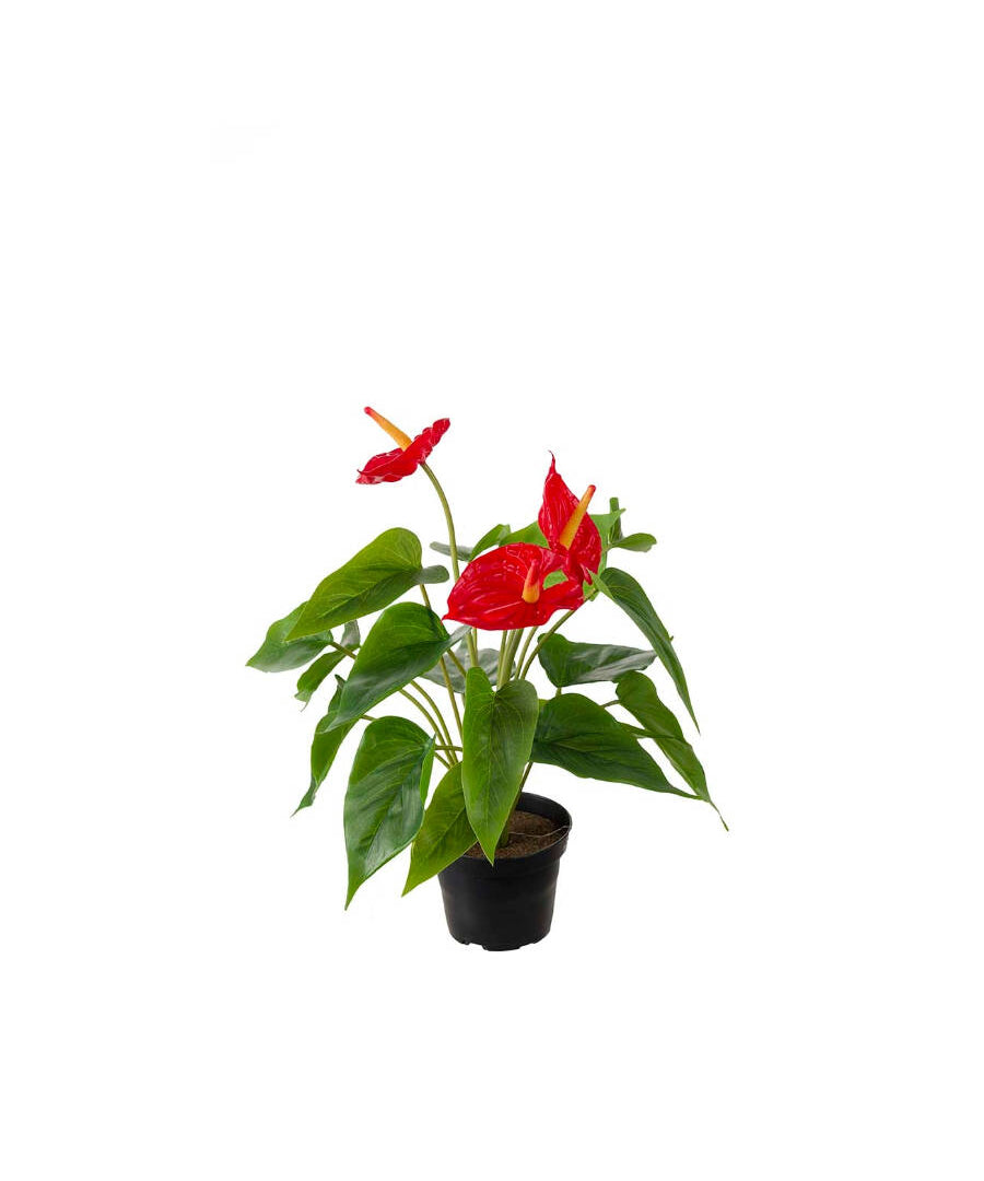 Anthurium konstväxt röd 35 cm
