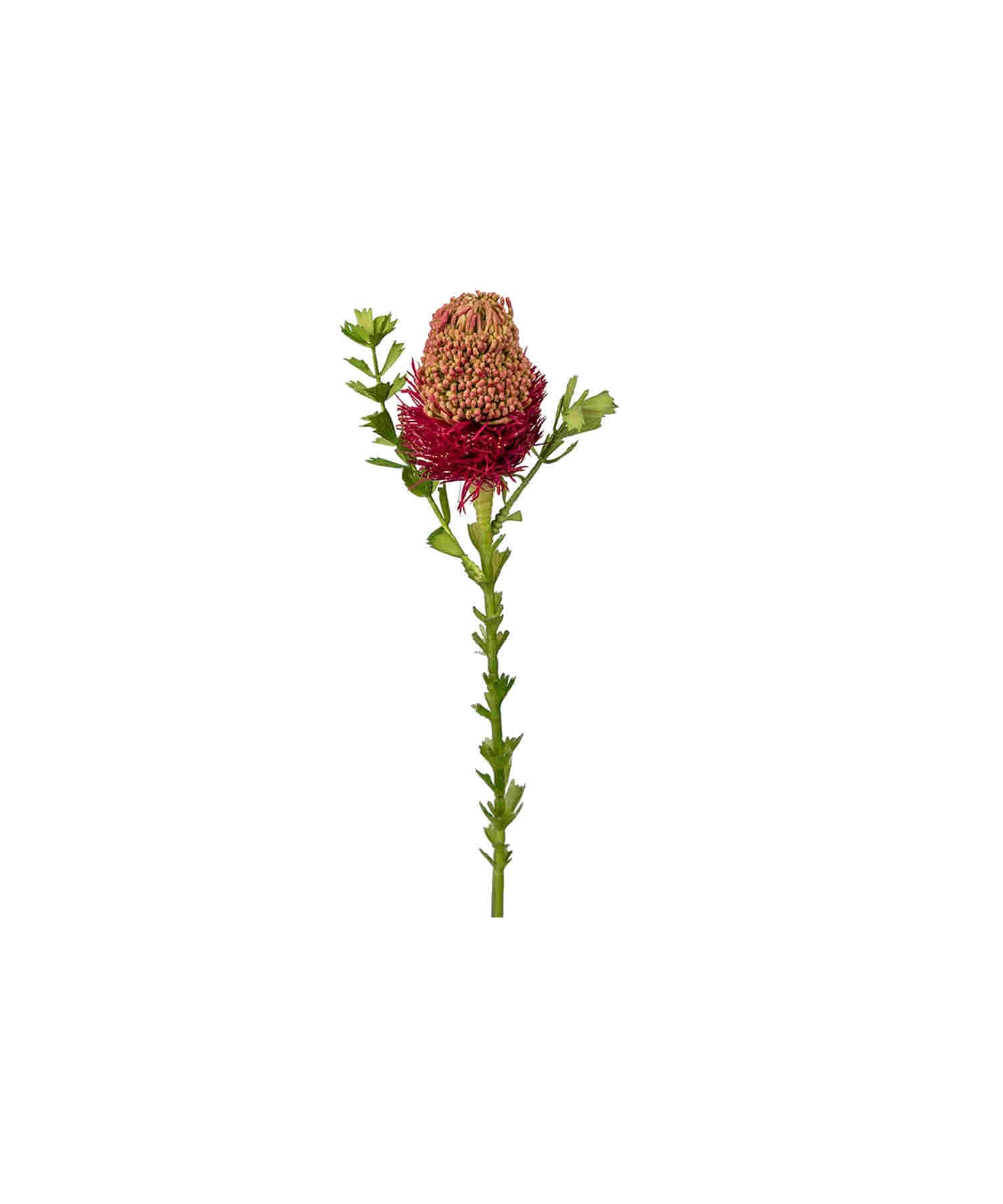 Banksia snittblomma lila