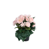 Begonia konstväxt ljusrosa 28 cm