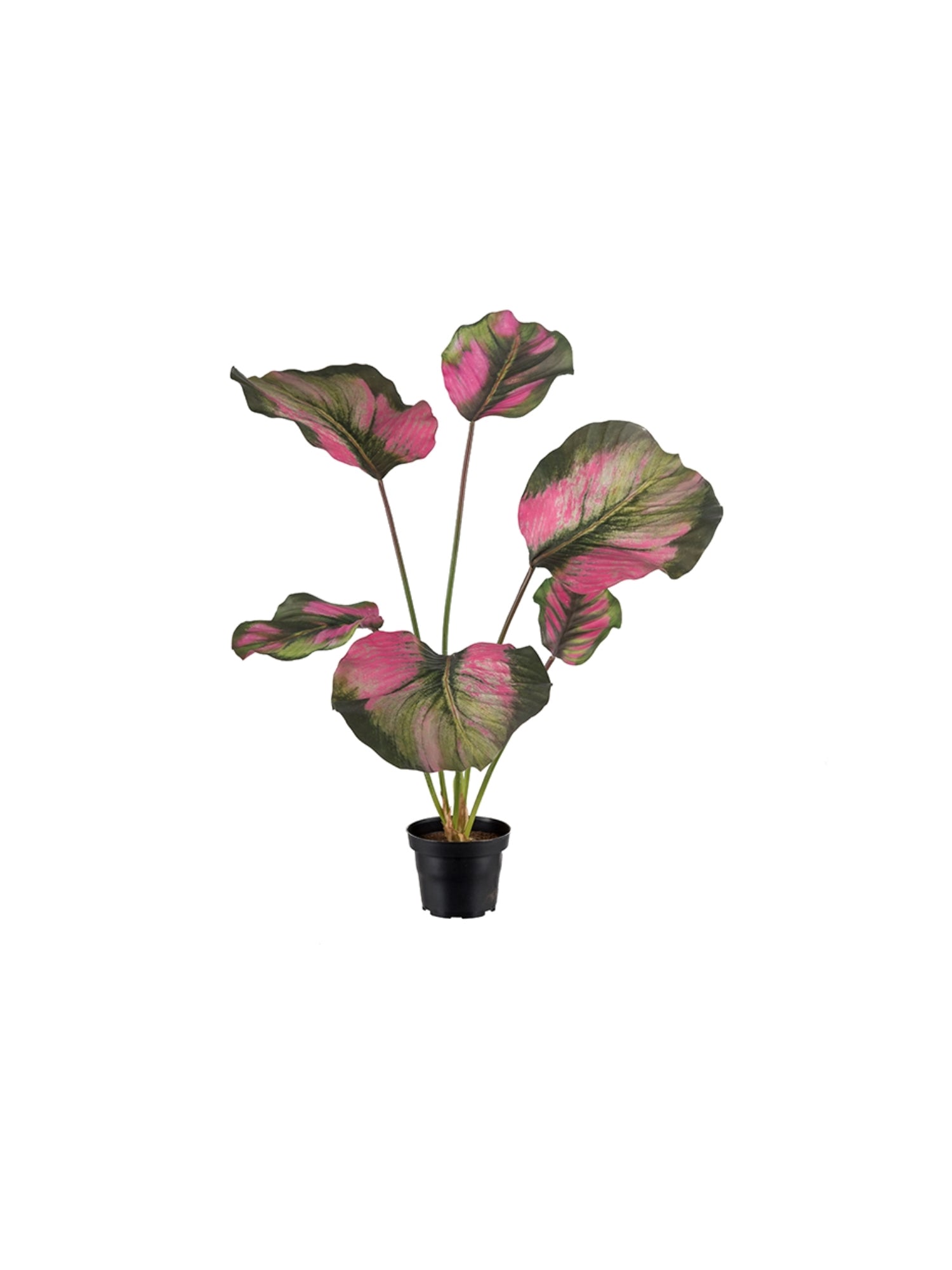 Calathea konstväxt lila