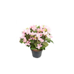Campanula konstväxt blå 25 cm