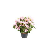 Campanula konstväxt blå 25 cm