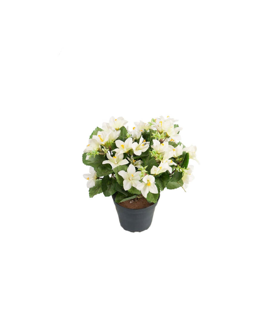 Campanula konstväxt vit 25 cm