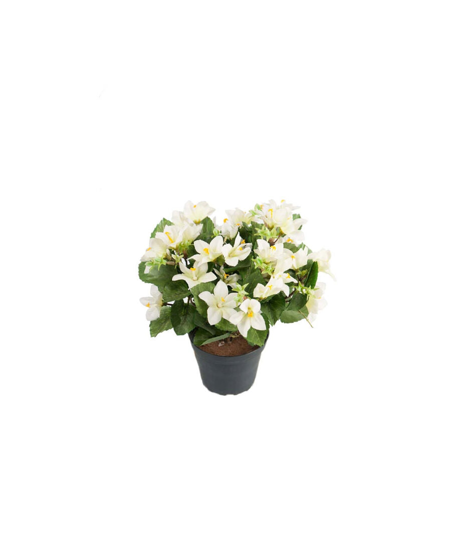 Campanula konstväxt vit 25 cm