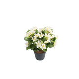 Campanula konstväxt vit 25 cm