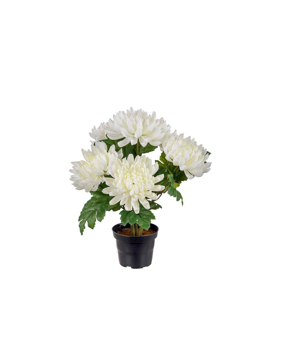 Chrysanthemum konstväxt vit 30 cm