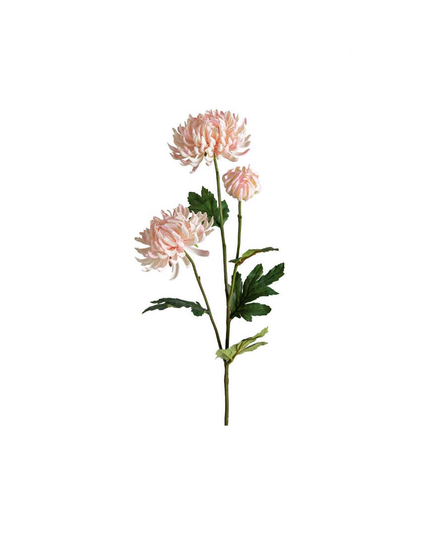 Chrysanthemum snittblomma rosa