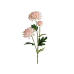 Chrysanthemum snittblomma rosa