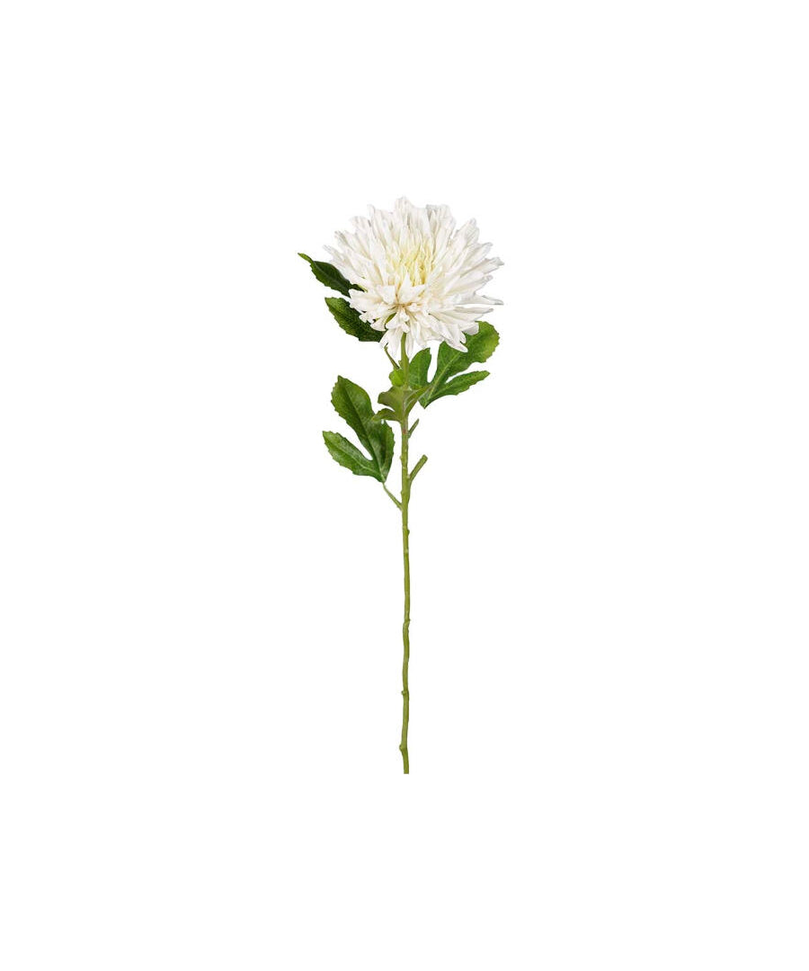 Chrysanthemum snittblomma vit