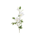 Clematis snittblomma vit 85 cm