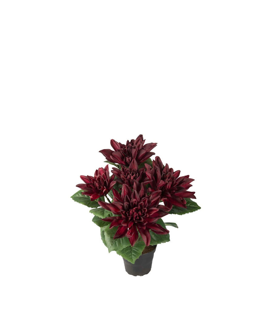 Dahlia konstväxt röd 30 cm