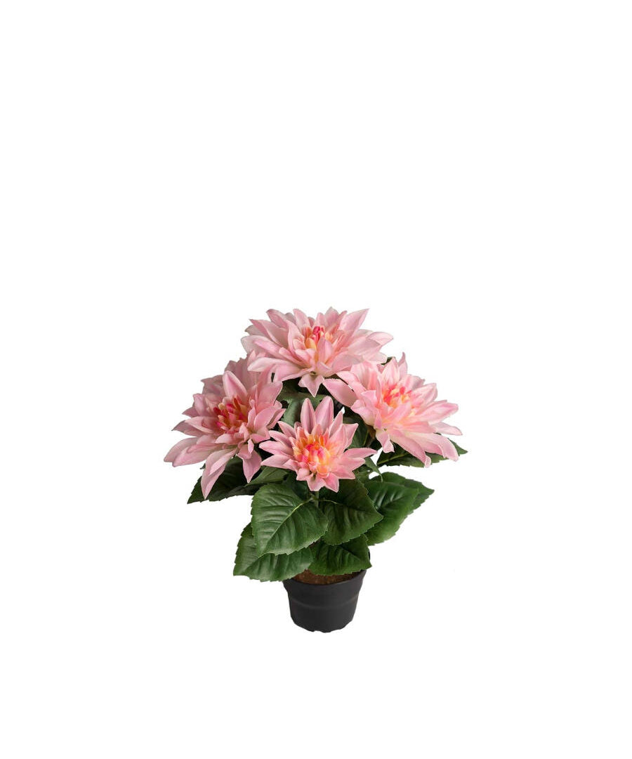 Dahlia konstväxt rosa 30 cm