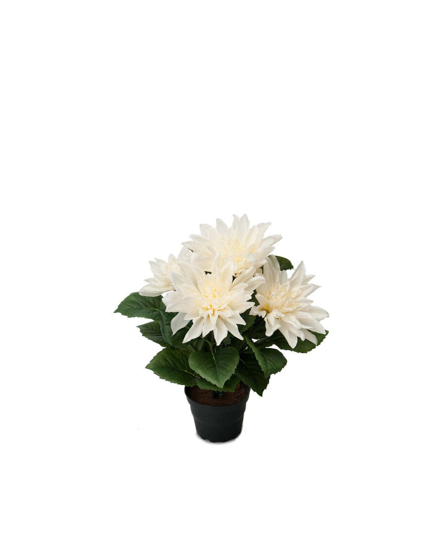 Dahlia konstväxt vit 30 cm