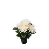 Dahlia konstväxt vit 30 cm