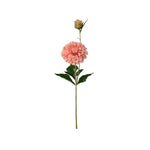 Dahlia snittblomma aprikos 66 cm