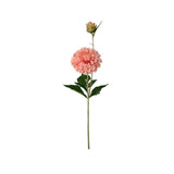 Dahlia snittblomma aprikos 66 cm