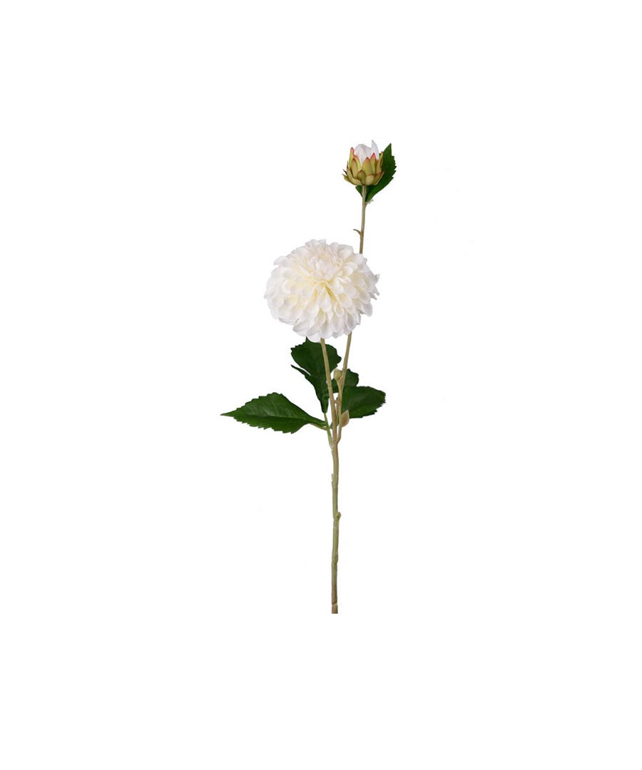 Dahlia snittblomma cream 66 cm