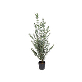 Eucalyptus konstträd grön 170 cm