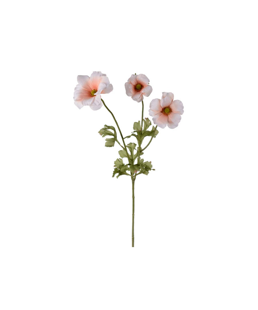 Fjärilsranuncel snittblomma aprikos 54 cm