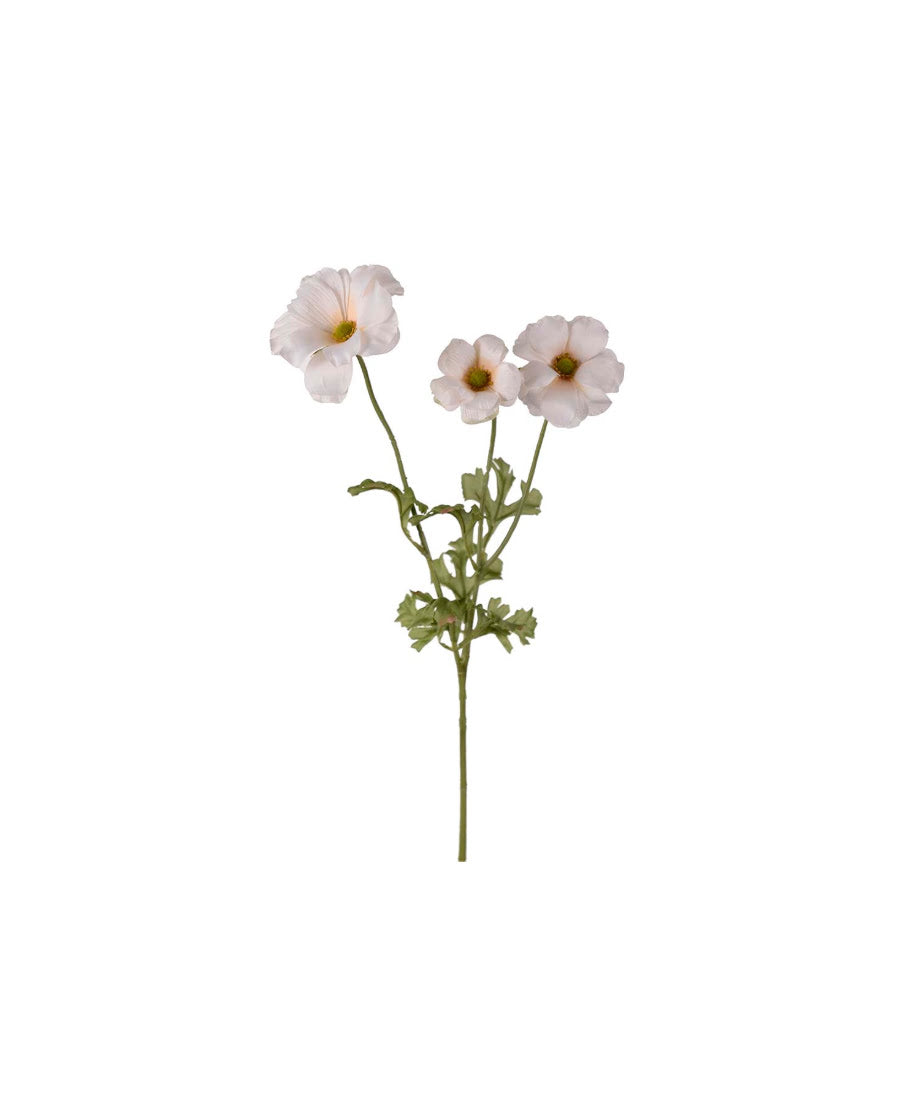Fjärilsranuncel snittblomma cream 54 cm