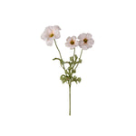 Fjärilsranuncel snittblomma cream 54 cm