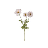Fjärilsranuncel snittblomma cream 54 cm