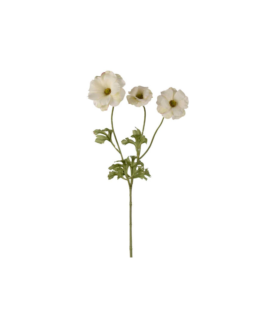 Fjärilsranuncel snittblomma grön 54 cm