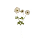 Fjärilsranuncel snittblomma grön 54 cm