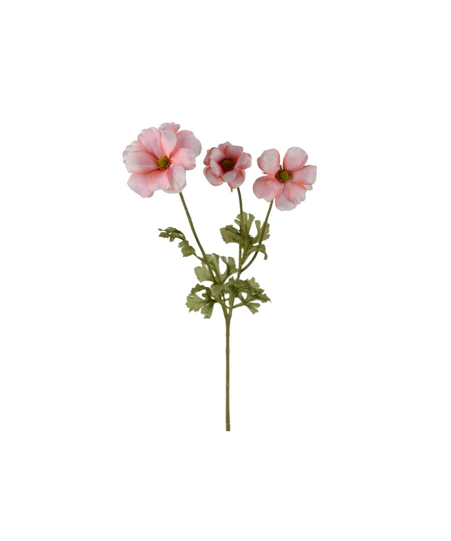 Fjärilsranuncel snittblomma rosa 54 cm