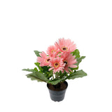 Gerbera konstväxt rosa 30 cm